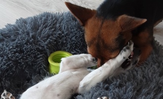 Brauner Hund und weiße Katze beim Kuscheln