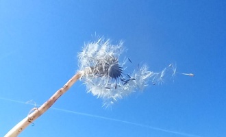 Eine Löwenzahn Blume oder auch Pusteblume genannt, bei der die Samen durch den Wind verweht werden. Der Hintergrund ist ein blauer Himmel